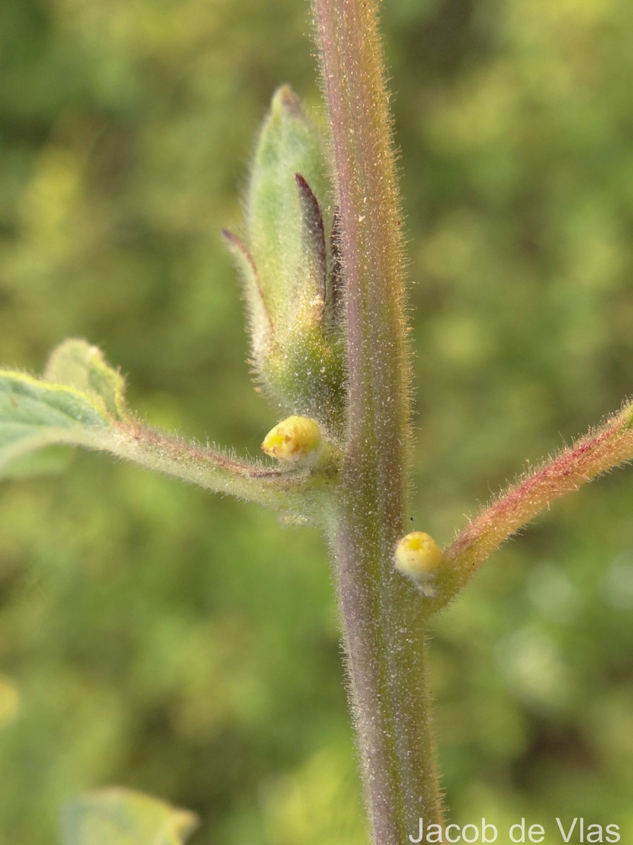 Sesamum radiatum Thonn. ex Hornem.